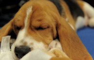 Sit-in degli animalisti a Pomezia per salvare cani dalla vivisezione