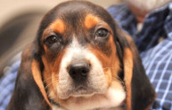 Animalisti salvano 8 cuccioli beagle dalla sperimentazione animale