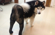 Cani che indossano collant, l'assurda moda che spopola in Cina (FOTO)