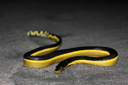 Serpente marino ventre giallo