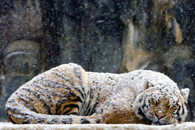 Tigre sotto la neve