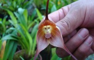 Dracula Simia, il fiore che sembra una scimmia (FOTO)