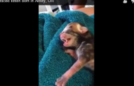 Deucy, il raro gattino con due facce nato in Oregon (VIDEO)