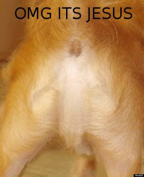 Gesù appare su un cane