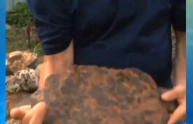 Contadino scopre meteorite: "è di miliardi di anni fa" (VIDEO)