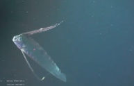 Regalecus glesne, il raro pesce ripreso negli abissi
