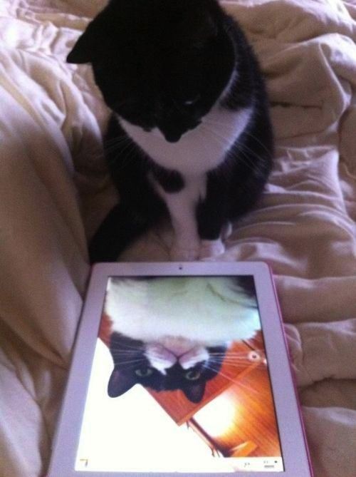 Gatto iPad