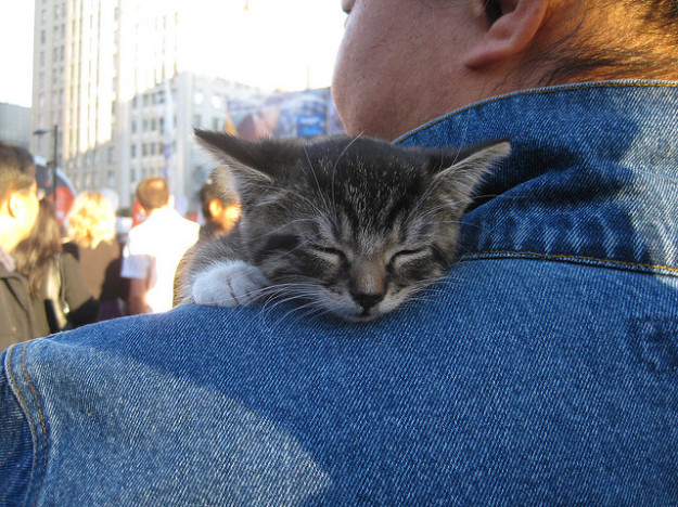 Gattino abbracciato