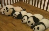 La nascita di 14 piccoli panda che fa emozionare il mondo (VIDEO)