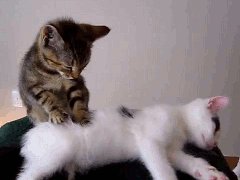 gatto massaggio