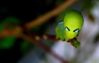 I 5 insetti più bizzarri al mondo (FOTO)