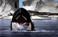 Orca assassina