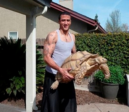 http://www.yardbarker.com/nfl/articles/colin_kaepernick_has_a_huge_pet_tortoise_named_sammy_picture/12366958