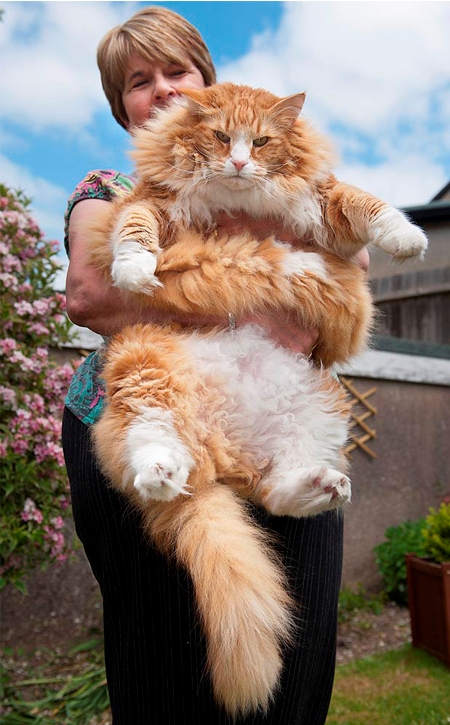 http://www.nydailynews.com/news/world/morbidly-obese-cat-enters-animal-fitness-competition-shed-pounds-article-1.1378332