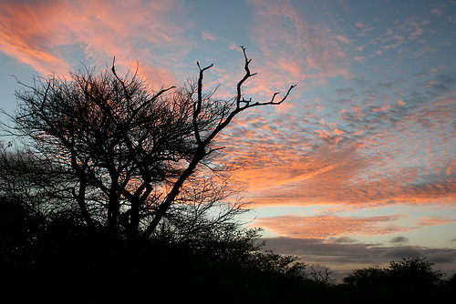 Kruger-National-Park-South-Africa