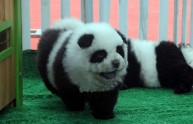 Cani-panda, tutti pazzi per gli adorabili esemplari in bianco e nero