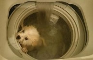 Cane lavato in lavatrice, il web si indigna