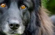 Bagheera, il cane che nessuno vuole: "Ha gli occhi del Diavolo"
