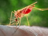 zanzara virus