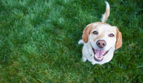 cane, permesso retribuito