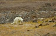 Orso polare muore di fame, lo straziante video di Paul Nicklen