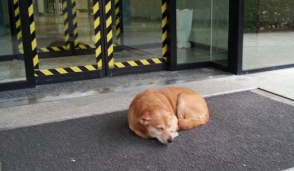 hachiko tolmezzo,, cane