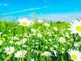 meteo pasqua