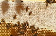 Giornata mondiale delle api, il 20 maggio si celebra la biodiversità 