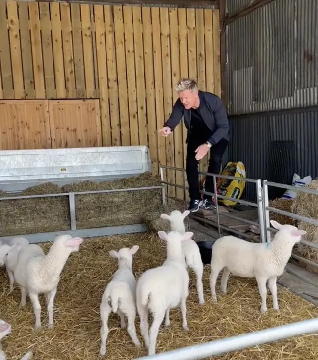 Gordon Ramsay aspramente criticato per la visita agli agnelli