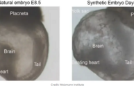 Scienziati ricreano embrione sintetico senza utero o sperma