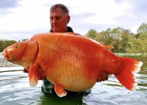Pesce rosso da 30kg pescato in Francia