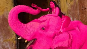zanne rosa per elefanti