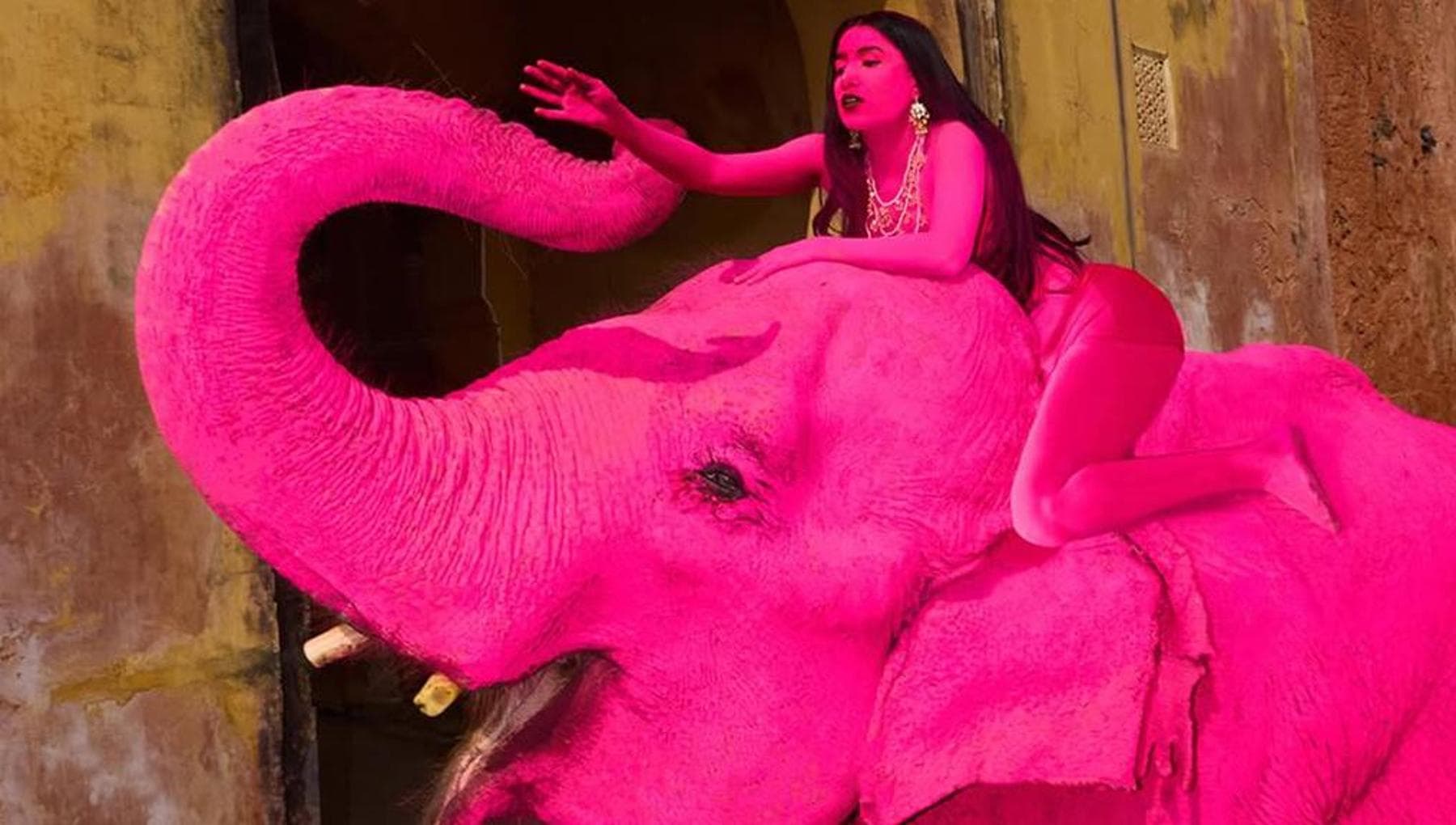 zanne rosa per elefanti