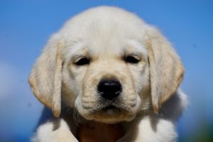 cuccioli di Labrador