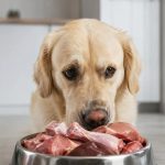 carne di cane