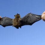 pipistrello gigante