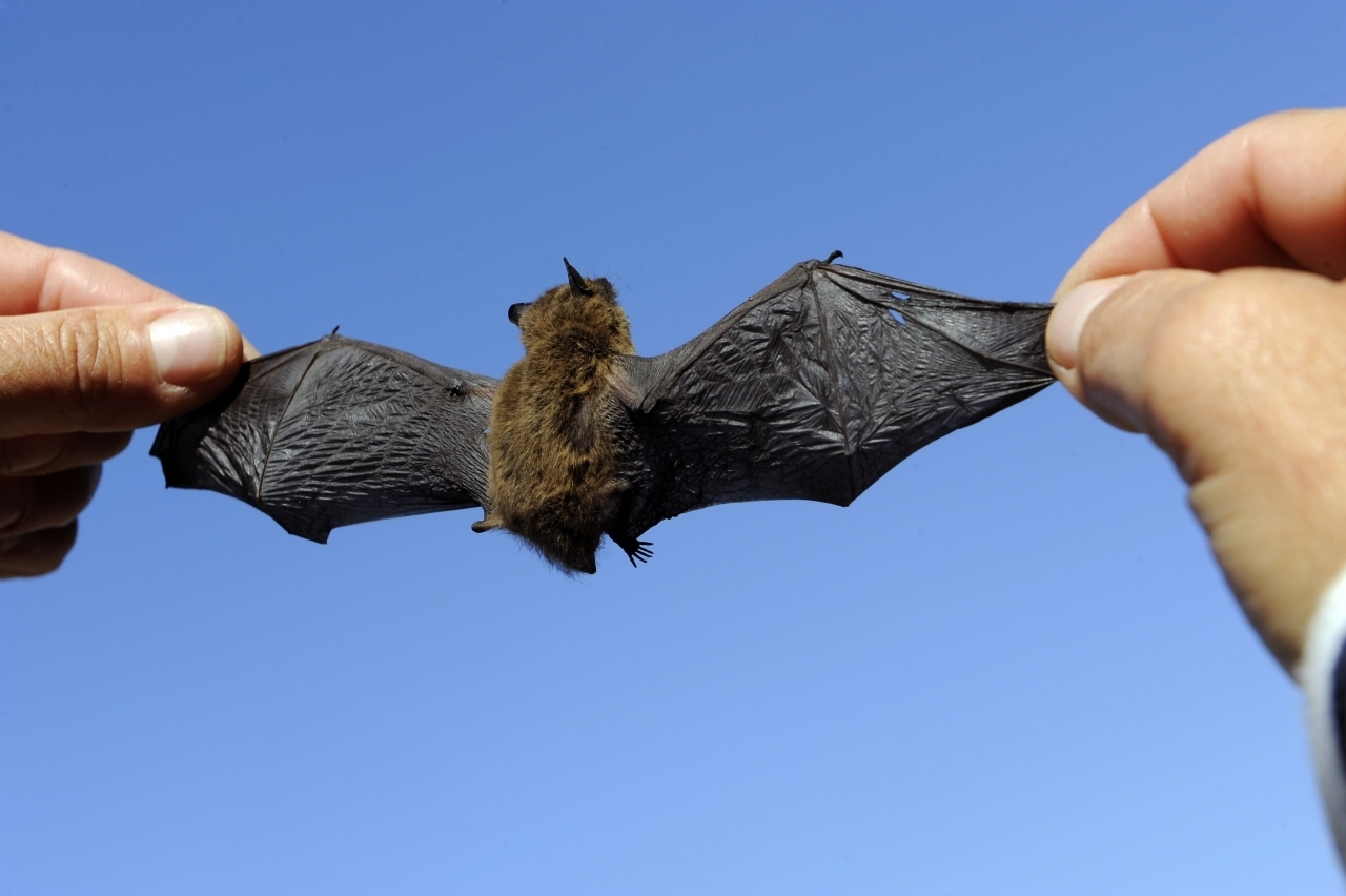 pipistrello gigante